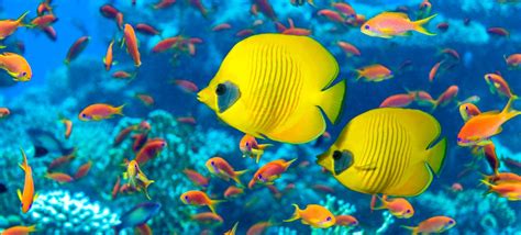 fish trivia|62 Interesting Fish Facts (2024) .